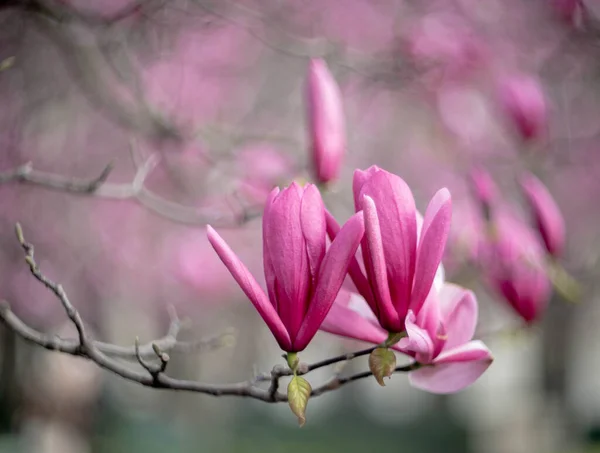 Kwiaty Magnolii Drzewie Wiosna Jest Pełni Sił — Zdjęcie stockowe