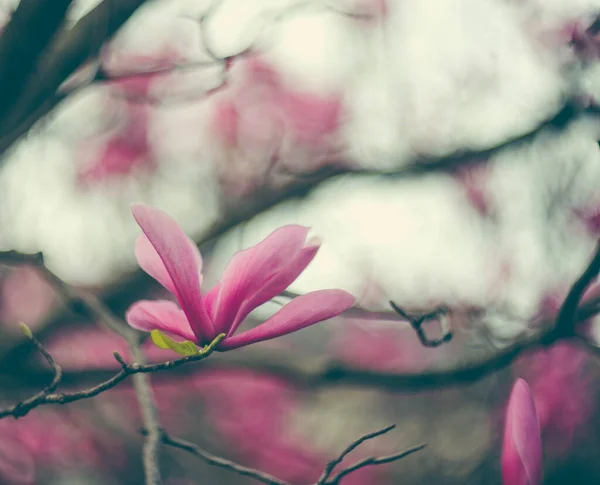 Magnolienblüten Baum Der Frühling Ist Vollem Gange — Stockfoto