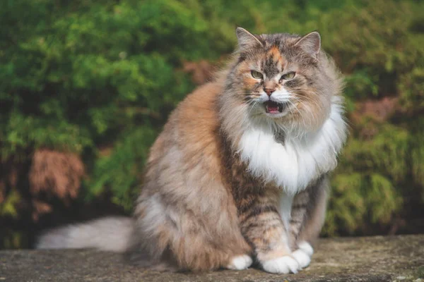 Fluffy Siberische Kat Groene Weide Zonnige Zomerdag Huisdier Geniet Van — Stockfoto