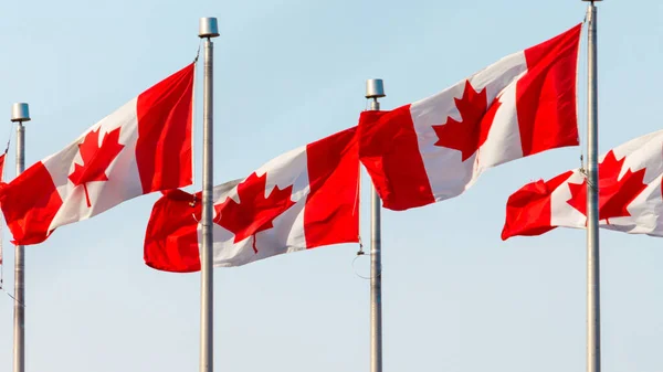 Bandeiras canadenses contra um céu pálido — Fotografia de Stock