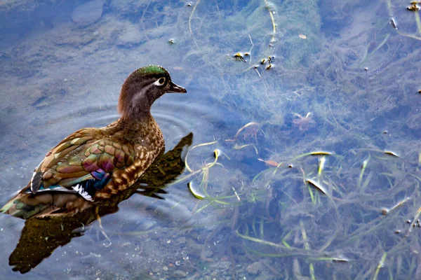 Dişi ördek sığ suda yüzüyor. — Stok fotoğraf