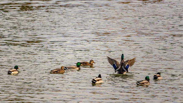 Un pato Mallard aletea sus alas en el agua — Foto de Stock