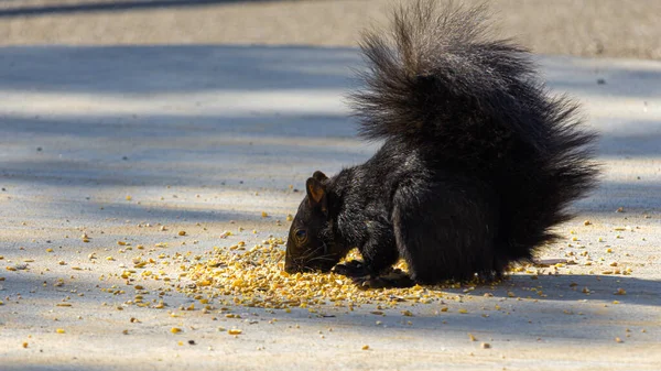 Ein schwarzes Eichhörnchen frisst Vogelsamen vom Beton — Stockfoto