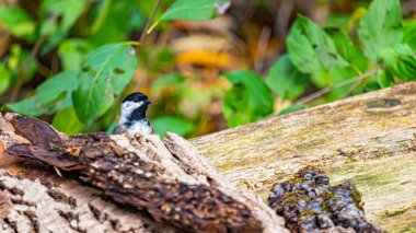Siyah şapkalı bir piliç Ağaç kabuğundan dışarı bakıyor.