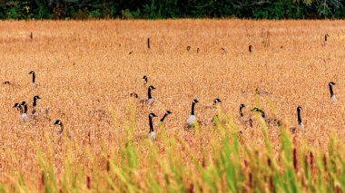 Kanada Kazları Sonbahar Çimlerinde