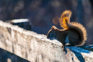 American Red Squirrel Ready to Jump from a Fence clipart