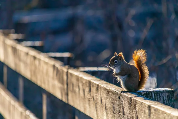 Amerikanisches rotes Eichhörnchen auf einem Holzzaun im Winter — Stockfoto