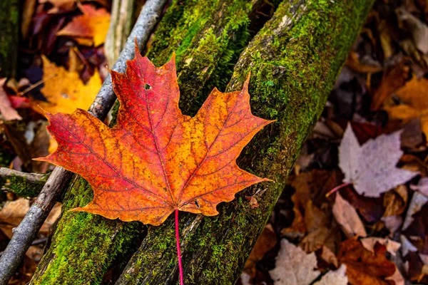 秋にモッシーログインすると赤とオレンジのカエデの葉 — ストック写真