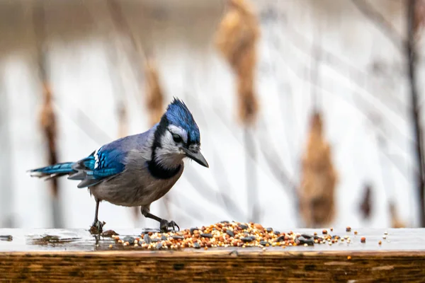 Wet Blue Jay inspecciona semillas de pájaro esparcidas en madera — Foto de Stock