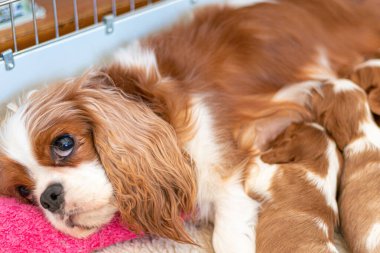 Şövalye Kral Charles Spaniel Köpek Yavrularını emziriyor