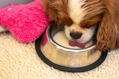 Şövalye Kral Charles Spaniel Bowl 'dan Süt İçti
