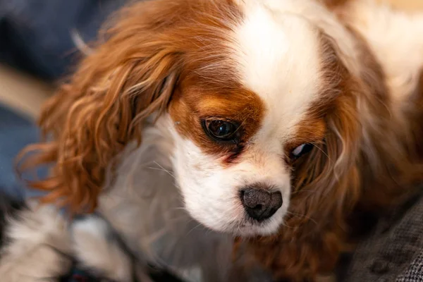 Pet Cavalier Król Karol Spaniel — Zdjęcie stockowe