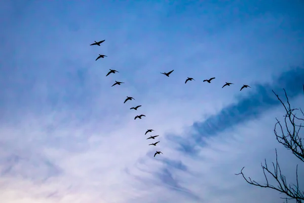 Мбаппе оценил канадских гусей на "В" — стоковое фото