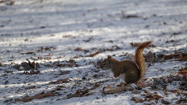 Um esquilo vermelho americano na neve — Fotografia de Stock