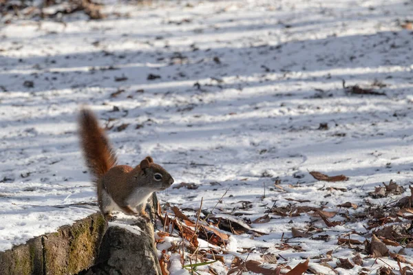 Um alerta de esquilo vermelho americano selvagem no inverno — Fotografia de Stock