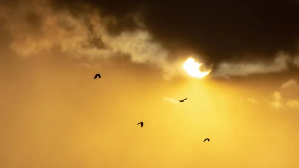 Silhouettes of birds flying off into the sunset