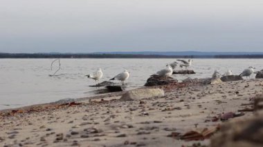Martılar nehir kenarındaki bir plaja girip çıkıyorlar. Kuşlar havalanıyor ve nehir kıyısındaki kayalardan iniyor..