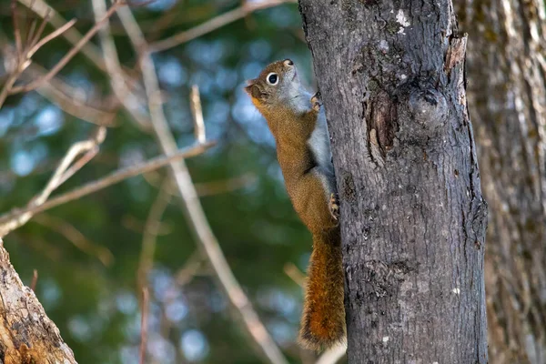 Amerikanska röda ekorren klättrar ett träd i skogen — Stockfoto