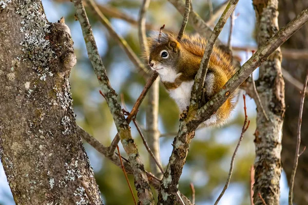 Amerikanisches Rotes Eichhörnchen sitzt in einem Waldbaum — Stockfoto