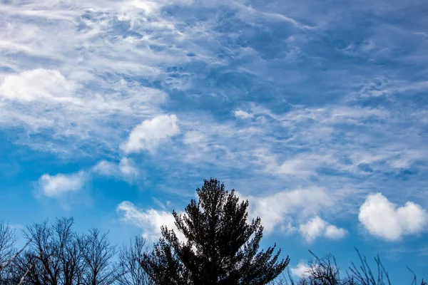 Tree Silhouettes Against Textured Cirrus Clouds — Stock Photo, Image