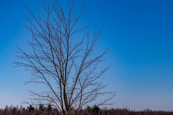 Árbol Caducifolio Desnudo Invierno Está Parado Alto Con Fondo Azul — Foto de Stock