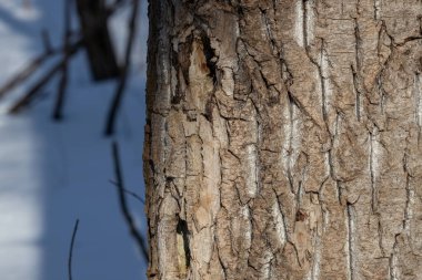 Ağaç gövdesi yakından incelenir ve ağaç kabuğunun detaylarını gösterir. Ağaç çerçevenin yanında duruyor, görüntünün solunda ormanın etrafındaki karı gösteriyor..