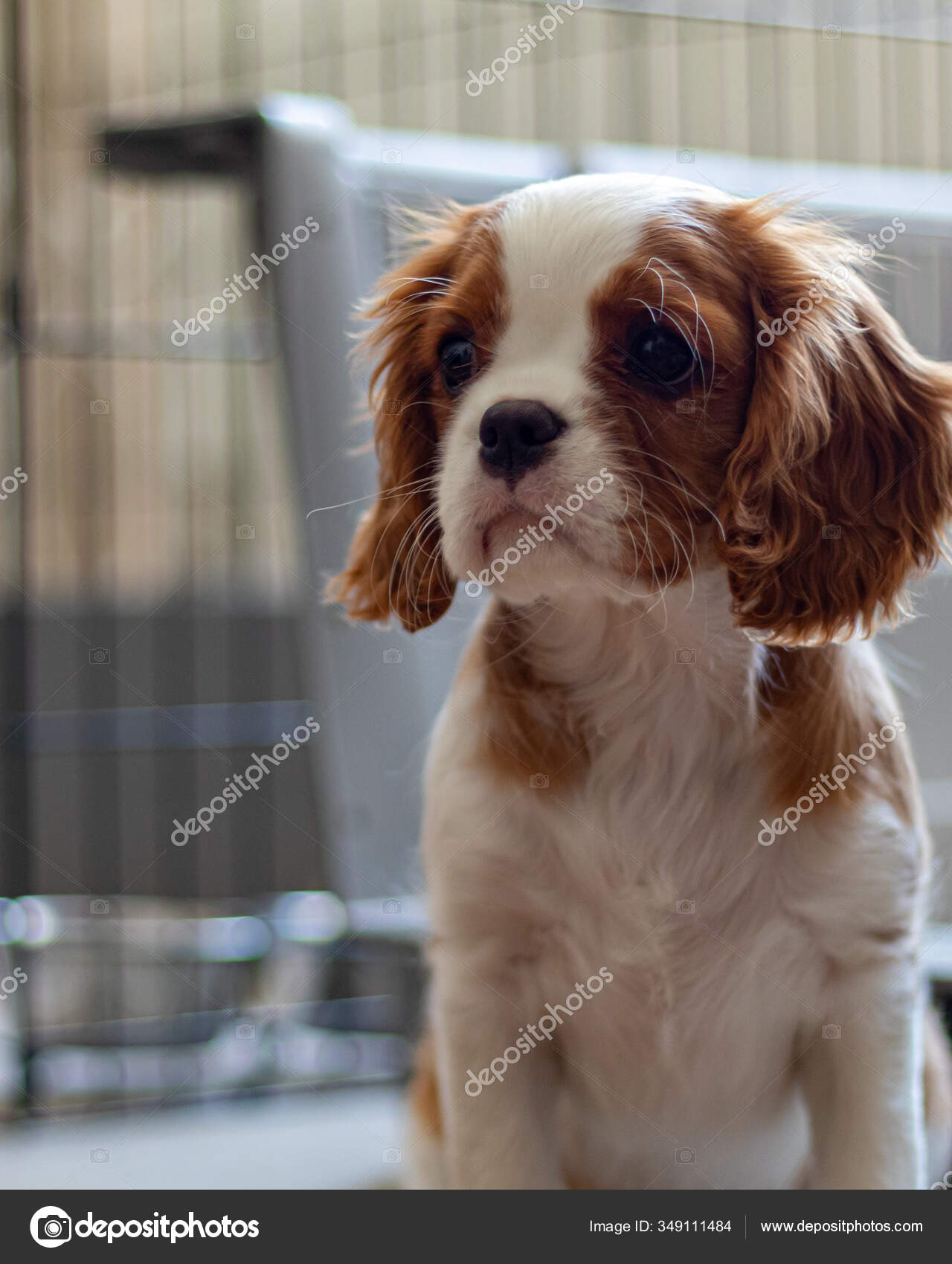 강아지가 바라본다 귀여운 강아지는 Blenheim 개입니다 — 스톡 사진 © truthfunctional