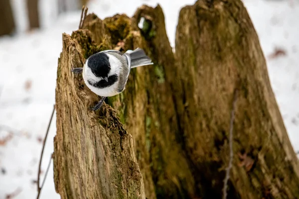 Black Capped Chickadee Perched Looking Curious Decomposing Mossy Stump Tree — Stock Photo, Image