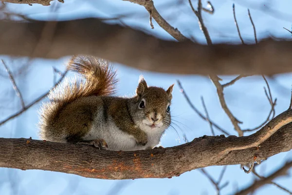 Ein Rotes Eichhörnchen Thront Auf Einem Ast Und Ist Vor — Stockfoto