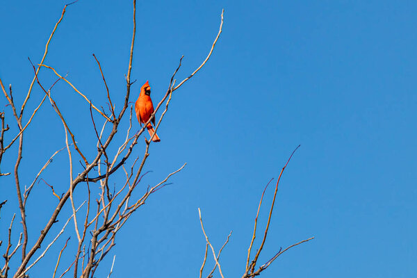 A northern cardinal, a male with vibrant red feathers, is perched on a high branch of a bare tree. Its plumage stands out against a clear blue sky.