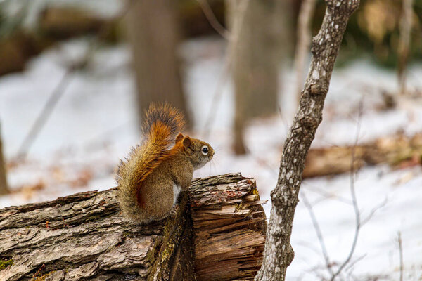 An American red squirrel is sitting on a wooden log that has been cut down in the woods.