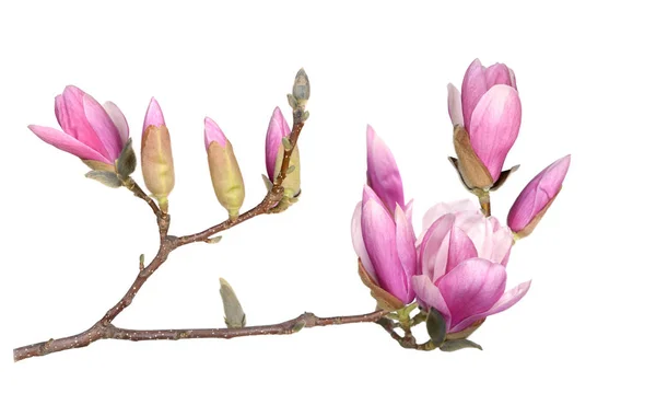 Branche Fleurs Magnolia Rose Isolées Sur Fond Blanc — Photo