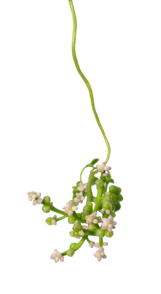 Malabar Spinach Vine Flowers Isolated White — Stock Photo, Image