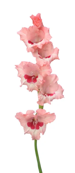 Flores Gladíolo Rosa Isoladas Sobre Fundo Branco — Fotografia de Stock