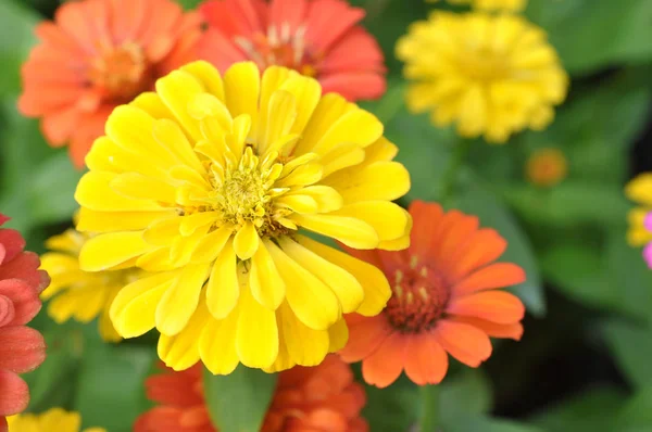 Jardim Com Flores Zinnia Para Usos Fundo — Fotografia de Stock