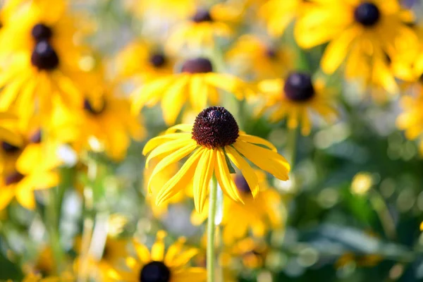 Negro Ojos Susan Echinacea Flores Que Florecen Jardín — Foto de Stock