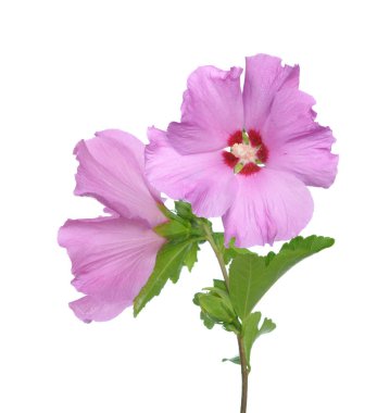 Hibiscus çiçek, ebegümeci aile, Malvaceae