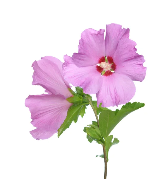 Hibiskus Blomma Familjen Mallow Malvaceae — Stockfoto