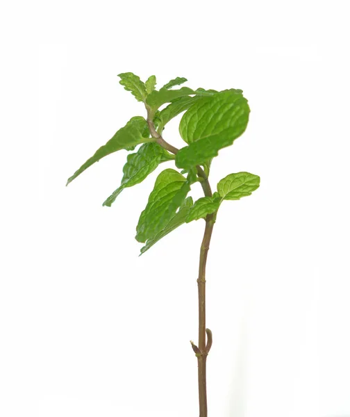 Young Fresh Mint Branch Isolate White Royalty Free Stock Images