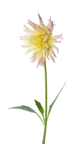 Flor de dalia única — Foto de Stock