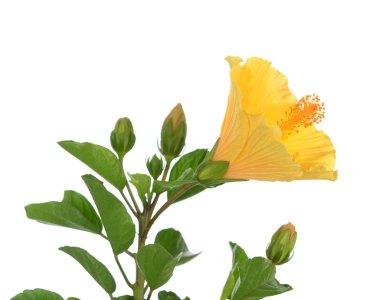 hibiscus çiçeği