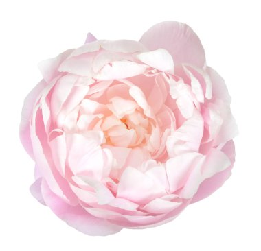 Şakayık çiçekli kafa 