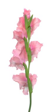 pembe Glayöl çiçek