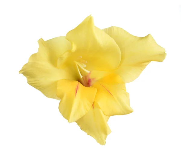 Gelbe Gladiolenblüte — Stockfoto