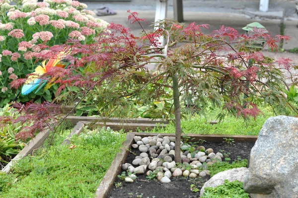 Japońskie bonsai — Zdjęcie stockowe