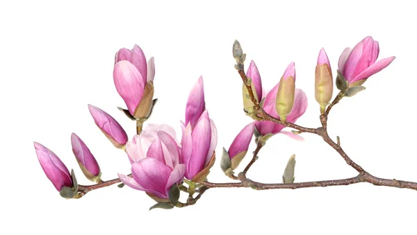 Kwiat magnolii Zdjęcia Stockowe bez tantiem