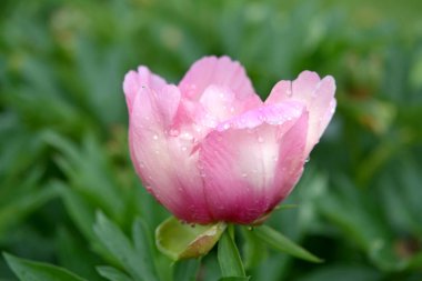 Şakayık çiçekleri