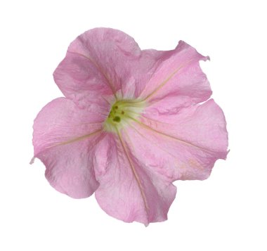 Pembe Başörtüsü Çiçeği