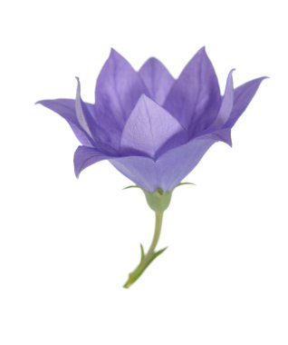 Güzel tek klematis beyaz arkaplanda izole