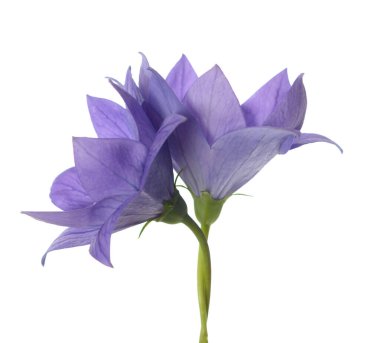 platycodon grandiflorus çiçek 